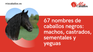 67 nombres de caballos negros machos, castrados, sementales y yeguas