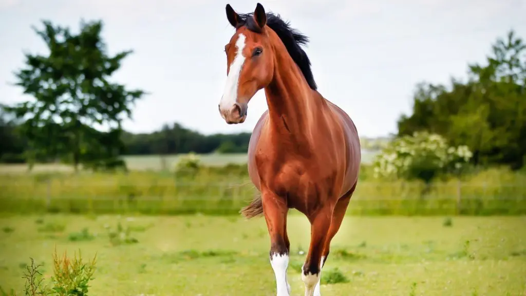 imagen de un caballo en un campo,