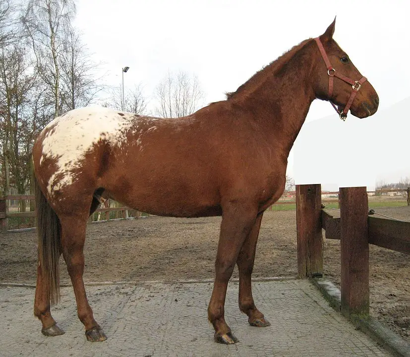imagen de un caballo appaloosa, patrones de pelaje appaloosa, colores
