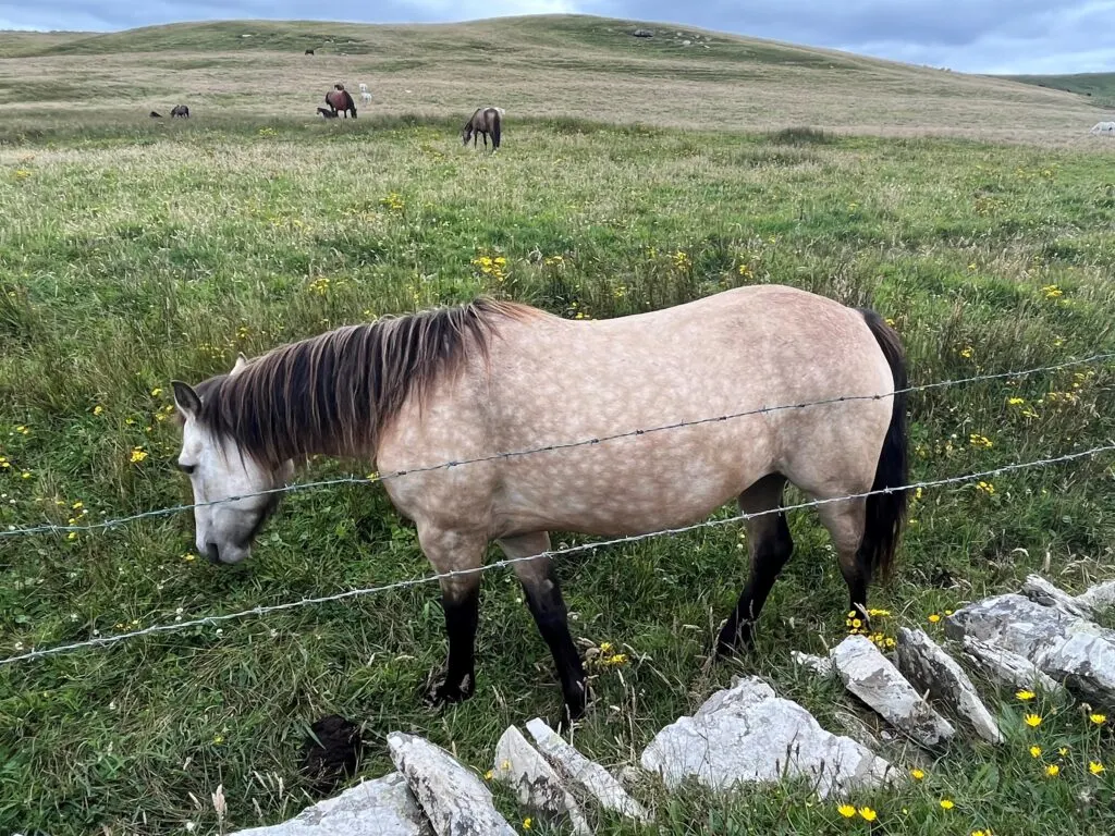 Imagen de un caballo con pelaje tordo.