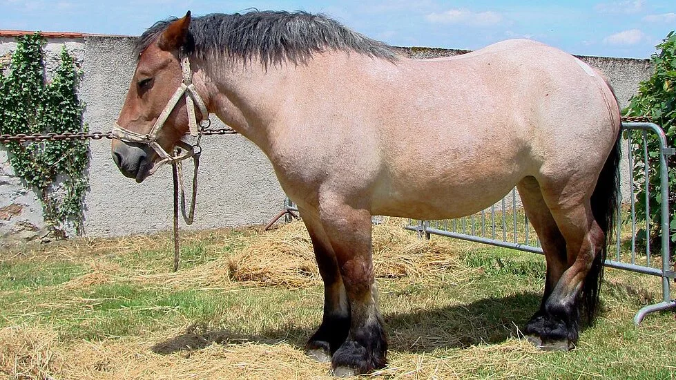 Imagen de un caballo ruano rojo.