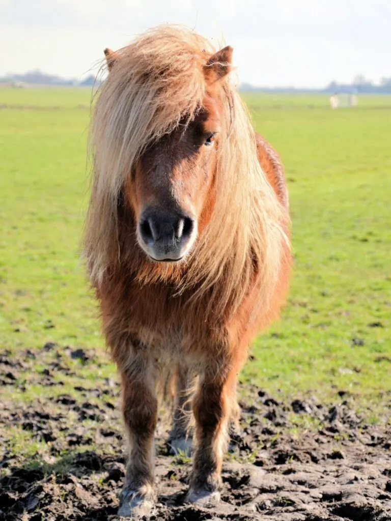 Imagen de un pony shetland