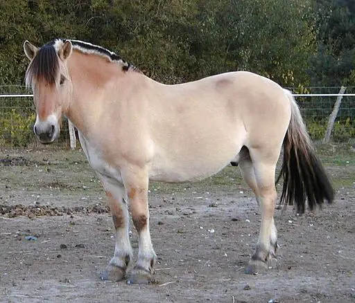 Imagen de un caballo fiordo.