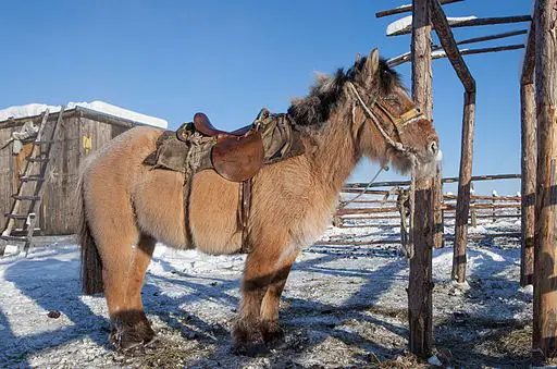 Imagen de un caballo yakutiano.