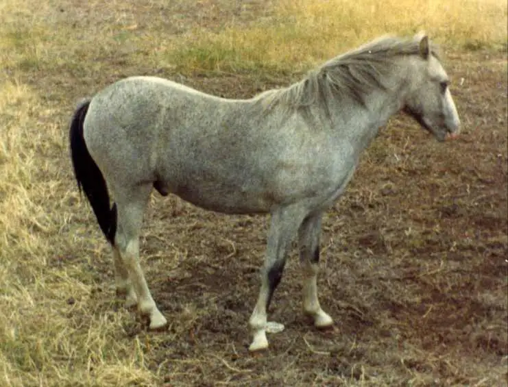 Imagen de un pony galés,