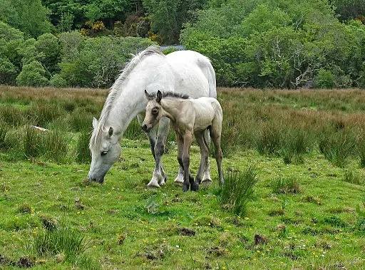 Imagen de un pony de Connemara