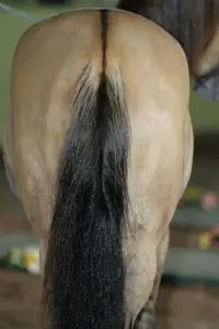 imagen de la parte trasera de un caballo pardo que muestra su raya dorsal y su cola oscura.,