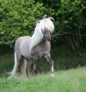 imagen de un caballo pardo azul,