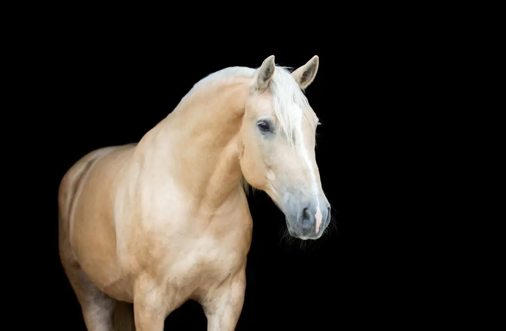 imagen de un caballo palomino,