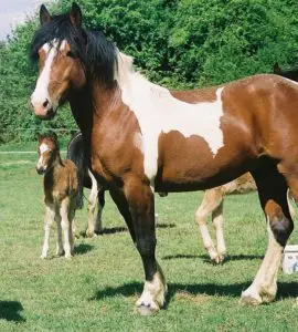 caballo de pintura americano,