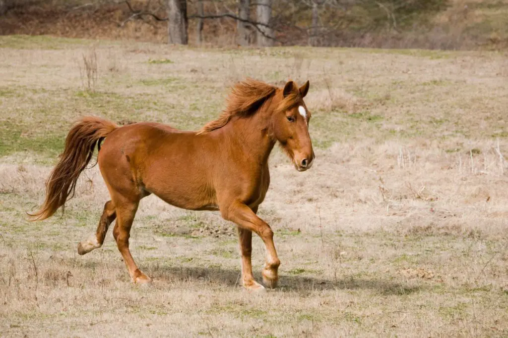 imagen de un caballo andante de Tennessee corriendo,