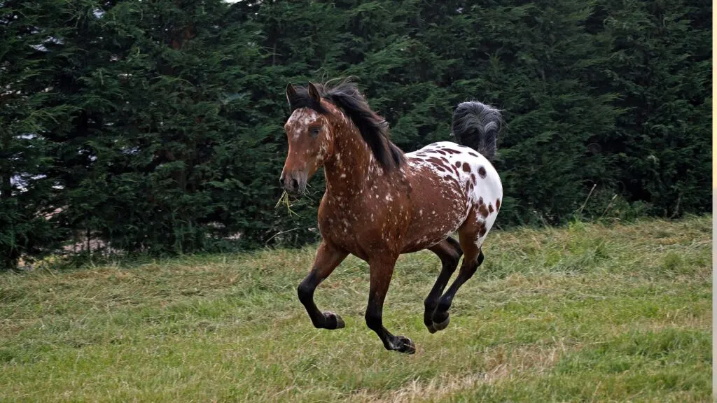 Imagen de un caballo appaloosa de color estándar.