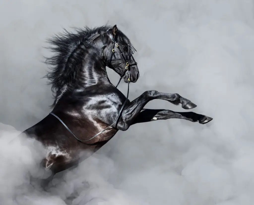 Imagen de un caballo andaluz encabritado.