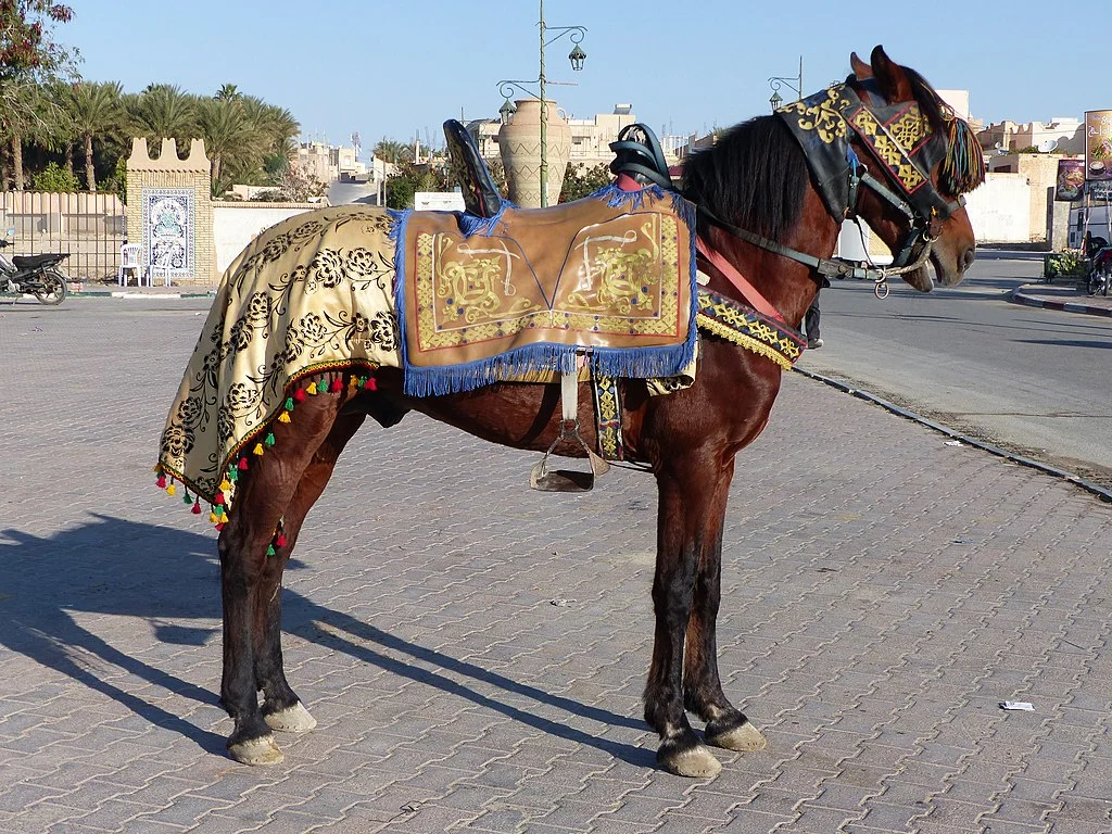 Imagen de un caballo Barb en traje ceremonial.