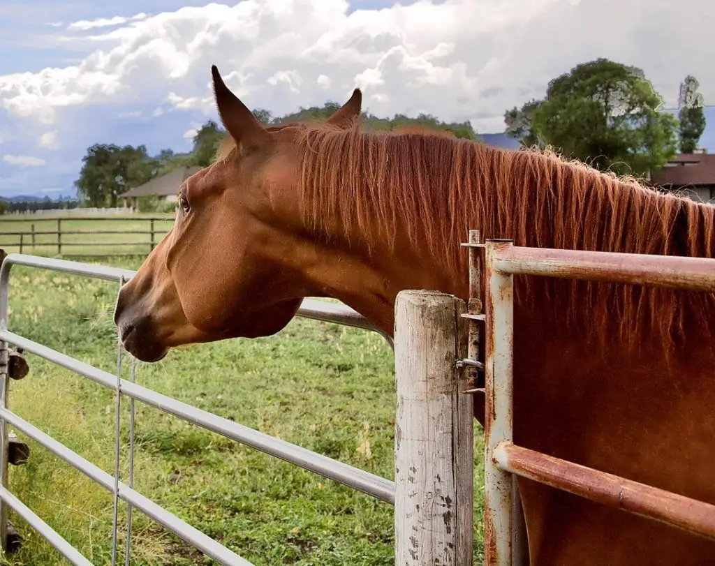Imagen de un Tennessee Walking Horse mirando por encima de una valla,