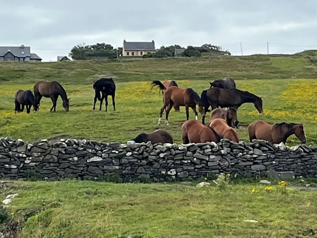 caballo en la llanura irlandesa