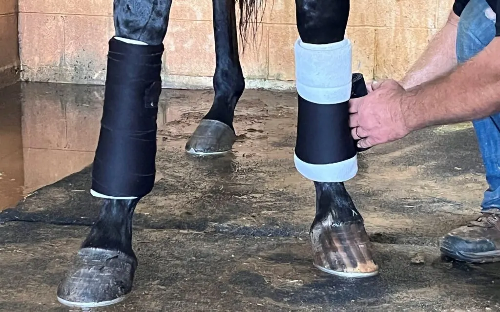 Imagen de un caballo vendando sus patas delanteras.