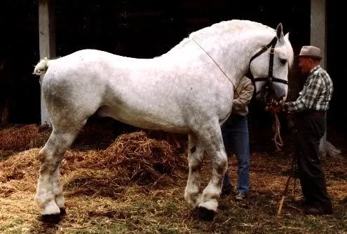 Imagen de un caballo boulonnais