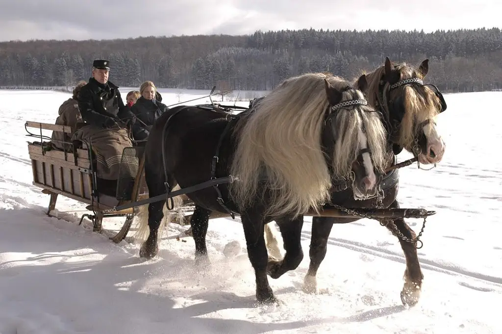 Imagen de caballos de la selva negra tirando de un trineo con pasajeros a través de la nieve.