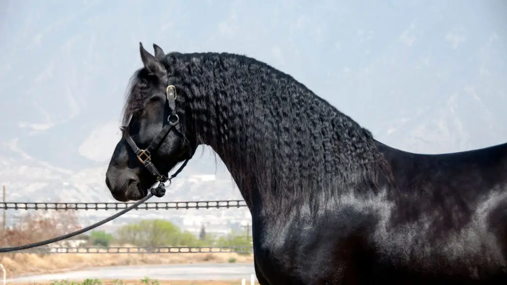 imagen de un caballo negro