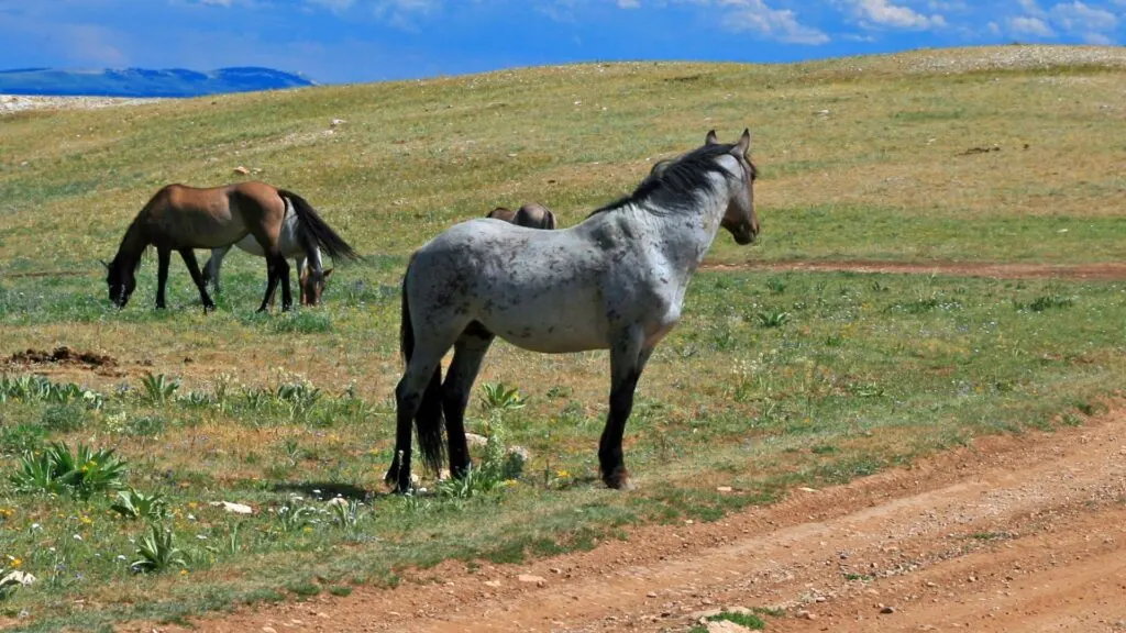 Imagen de un caballo ruano azul mirando hacia el horizonte.