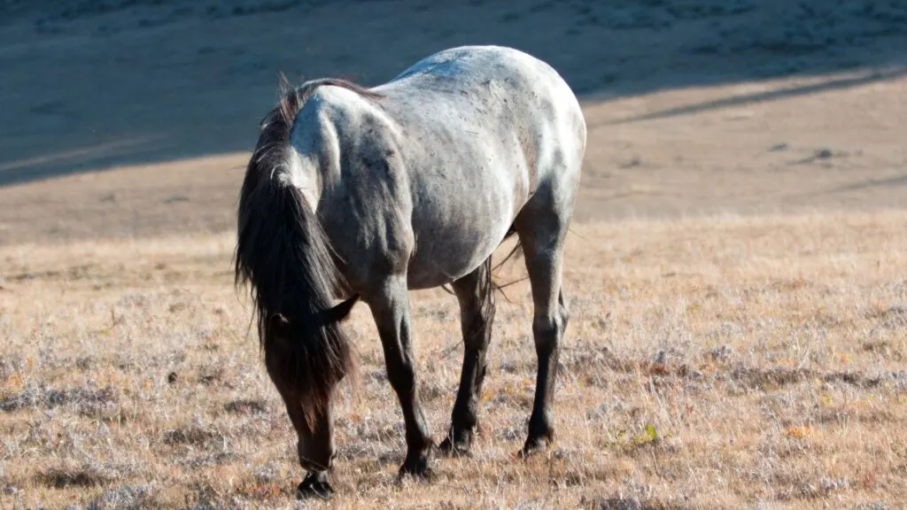 Imagen de un caballo ruano azul salvaje.