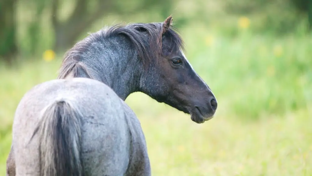 Imagen de un caballo ruano azul,
