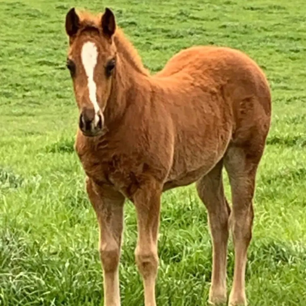 imagen de un caballo bebe