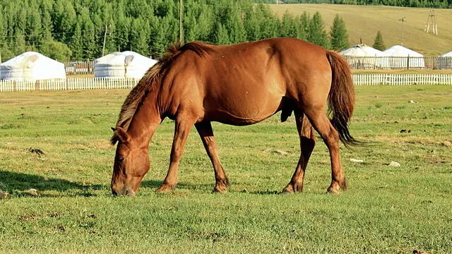 Imagen de un caballo mongol pastando.