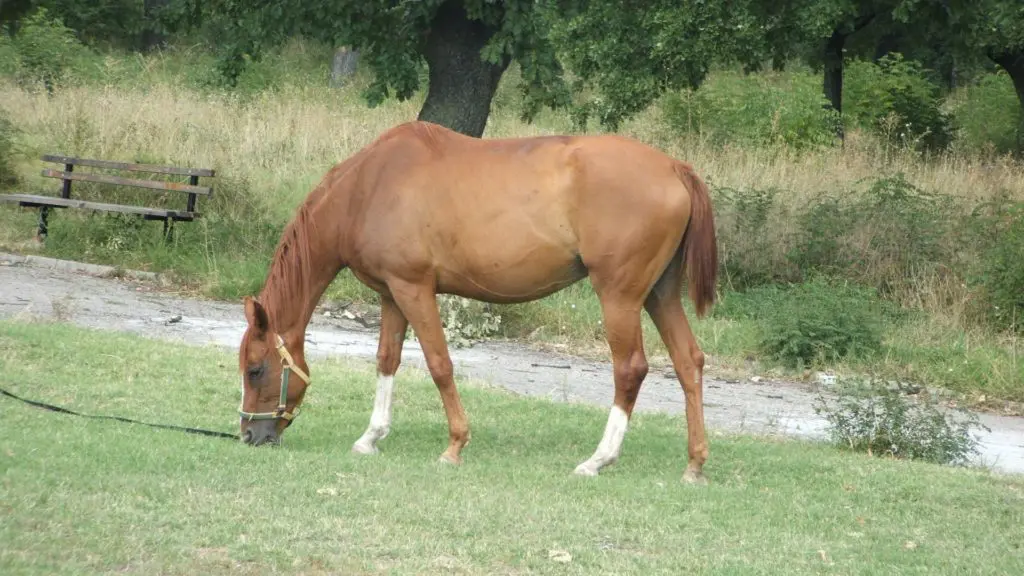 imagen de un caballo pastando en un pasto,