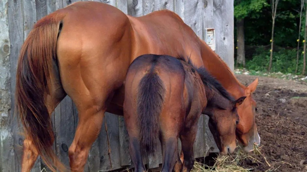 Imagen de un cuarto de milla que ilustra el gran desarrollo muscular de los caballos.