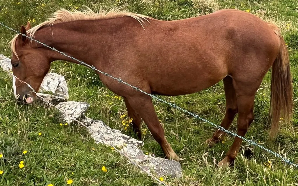 Imagen de un caballo alazán con melena rubia.