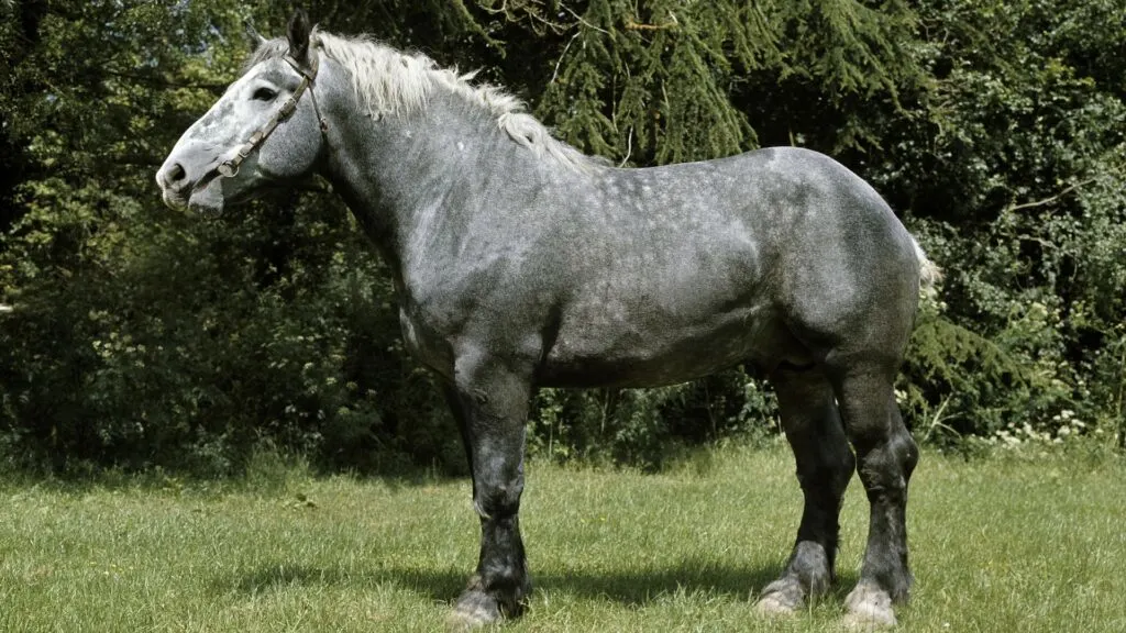 Imagen de un gran caballo de tiro Percheron.