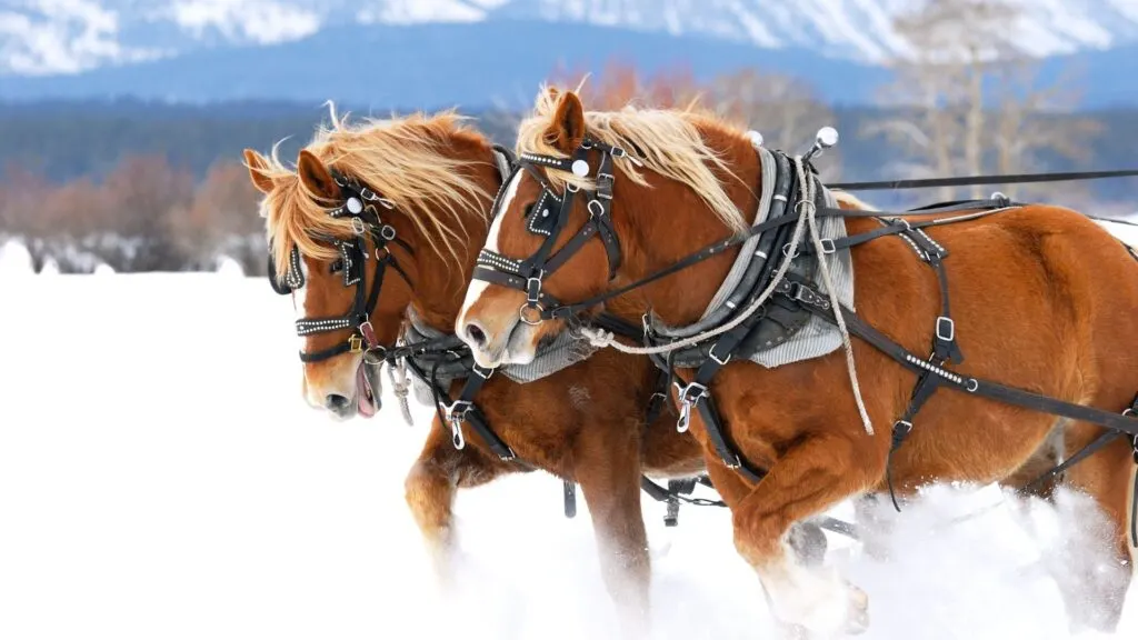 Imagen de caballos de tiro tirando a través de la nieve.