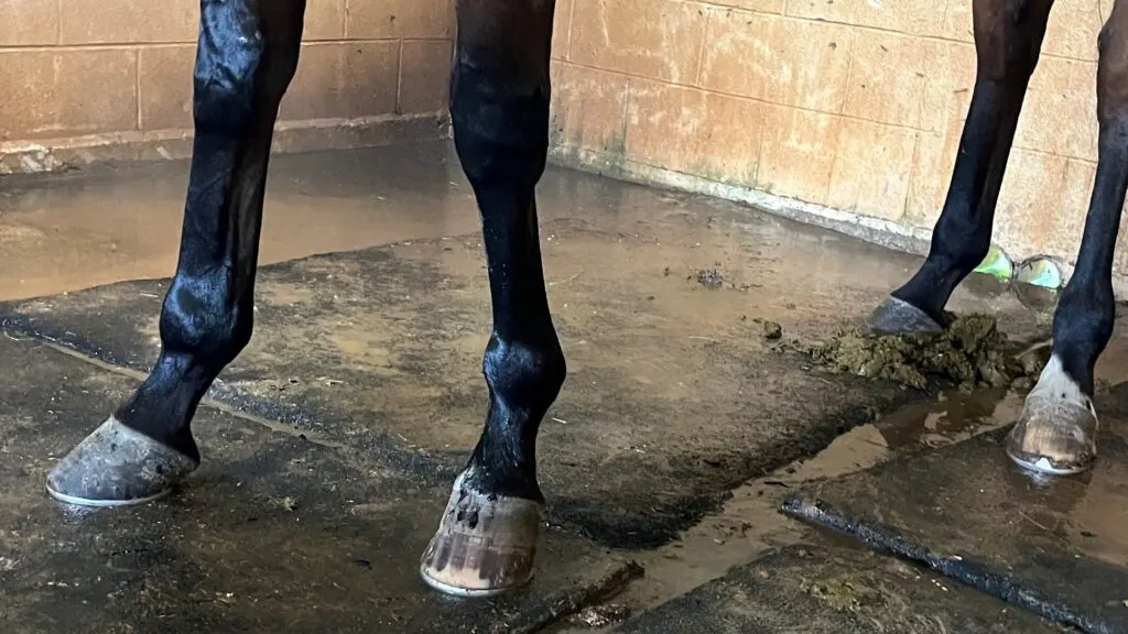 Imagen de los zapatos de un caballo de carreras.