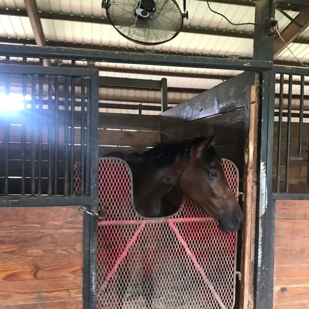 Imagen de un caballo en un establo con un ventilador de granero soplando.