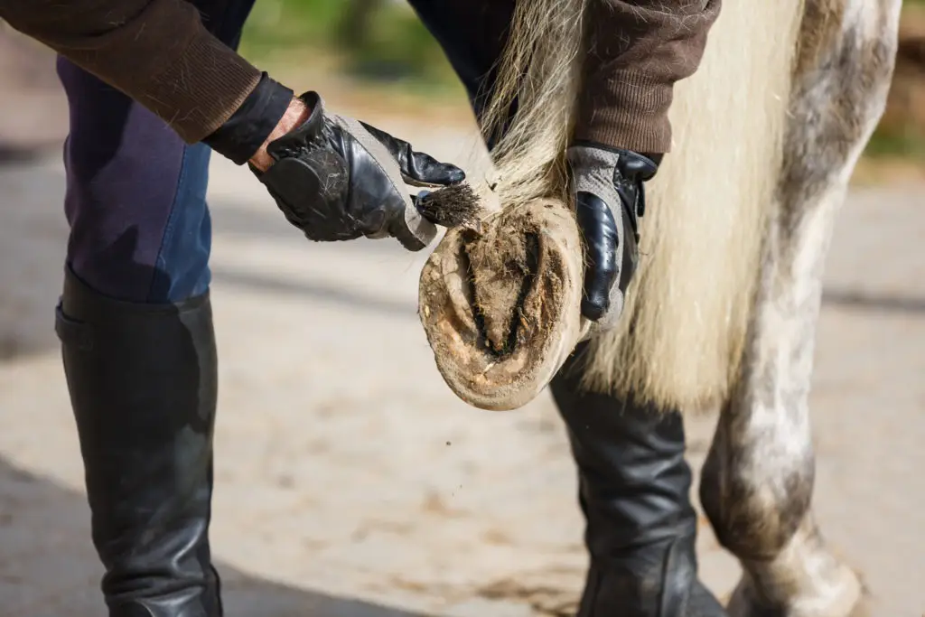 Imagen de una persona limpiando el casco de un caballo.