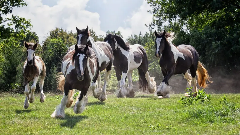 Imagen de una manada de caballos gitanos vanner.