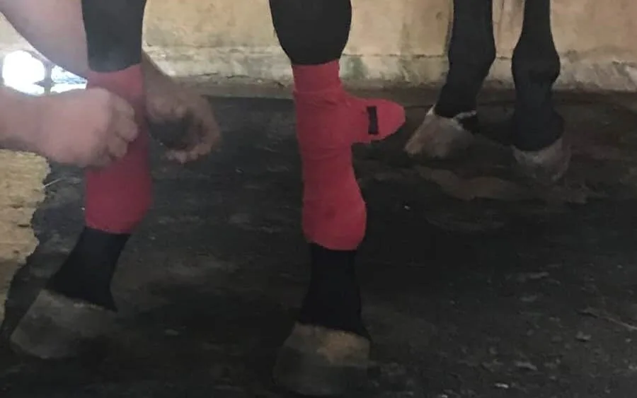 Imagen de las piernas de un caballo de carreras envolviéndose antes de un entrenamiento.