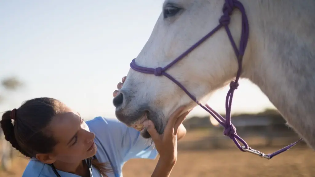 imagen de un veterinario revisando un caballo en busca de signos de deshidratación,