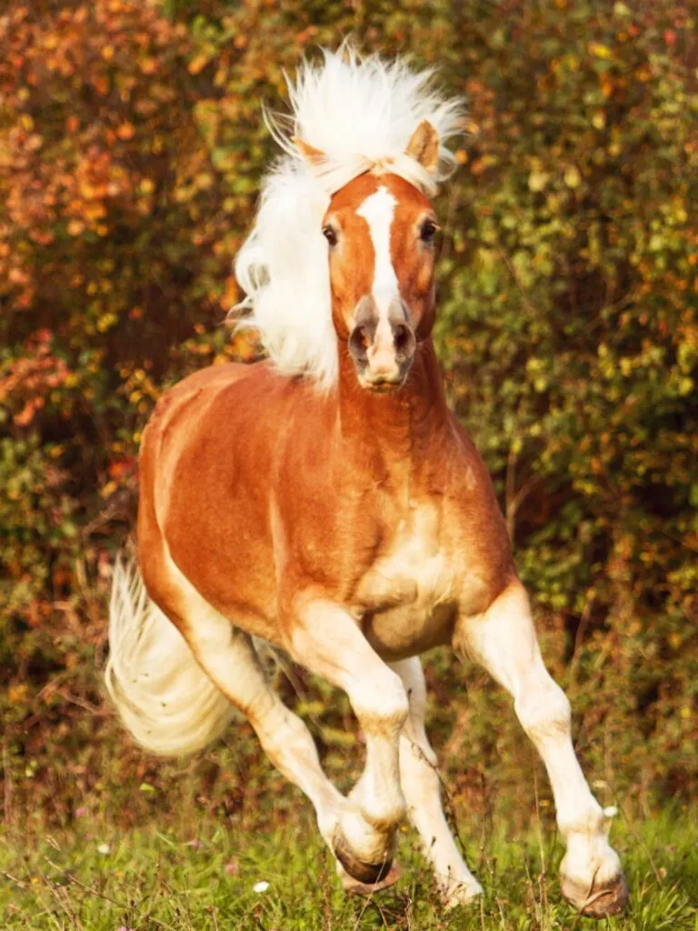 imagen de un caballo haflinger con pelo largo.