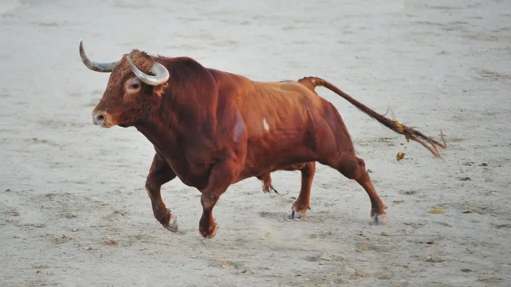 imagen de un toro