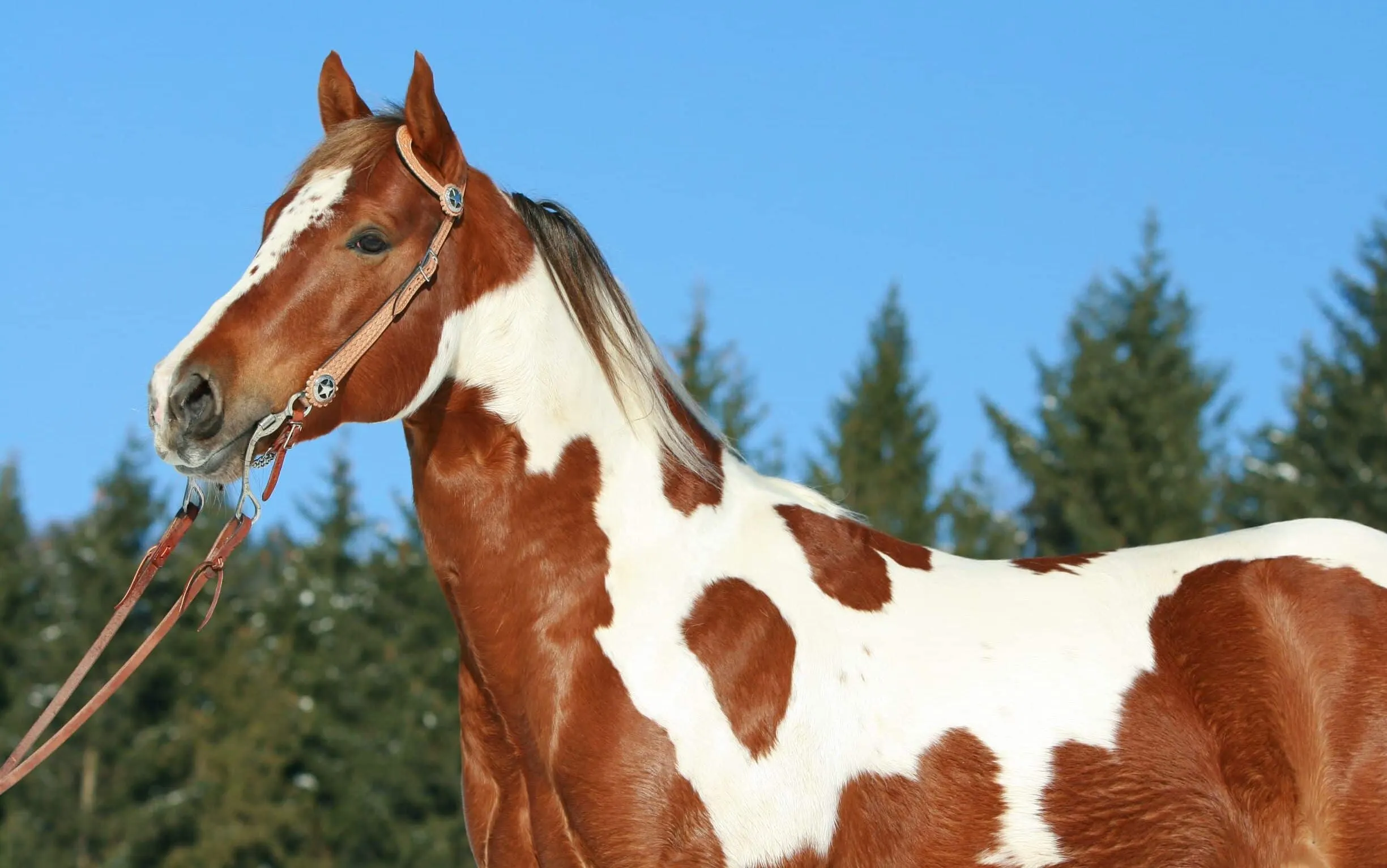 imagen de un caballo de pintura,