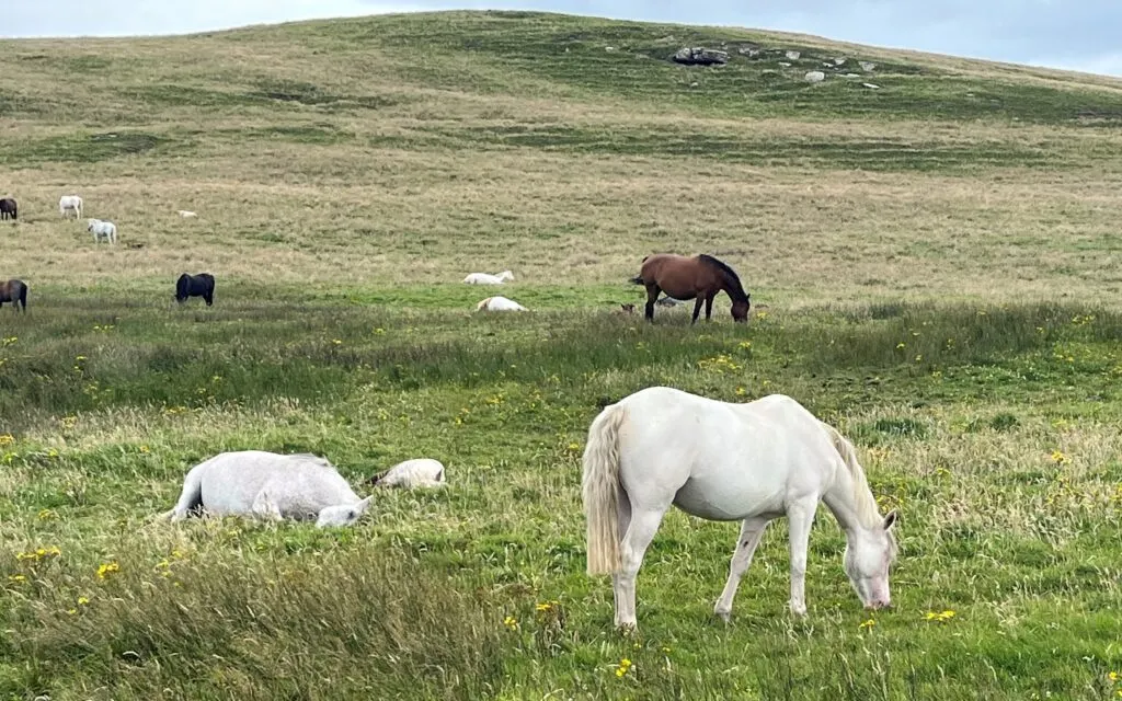 Imagen de caballos blancos en un campo.