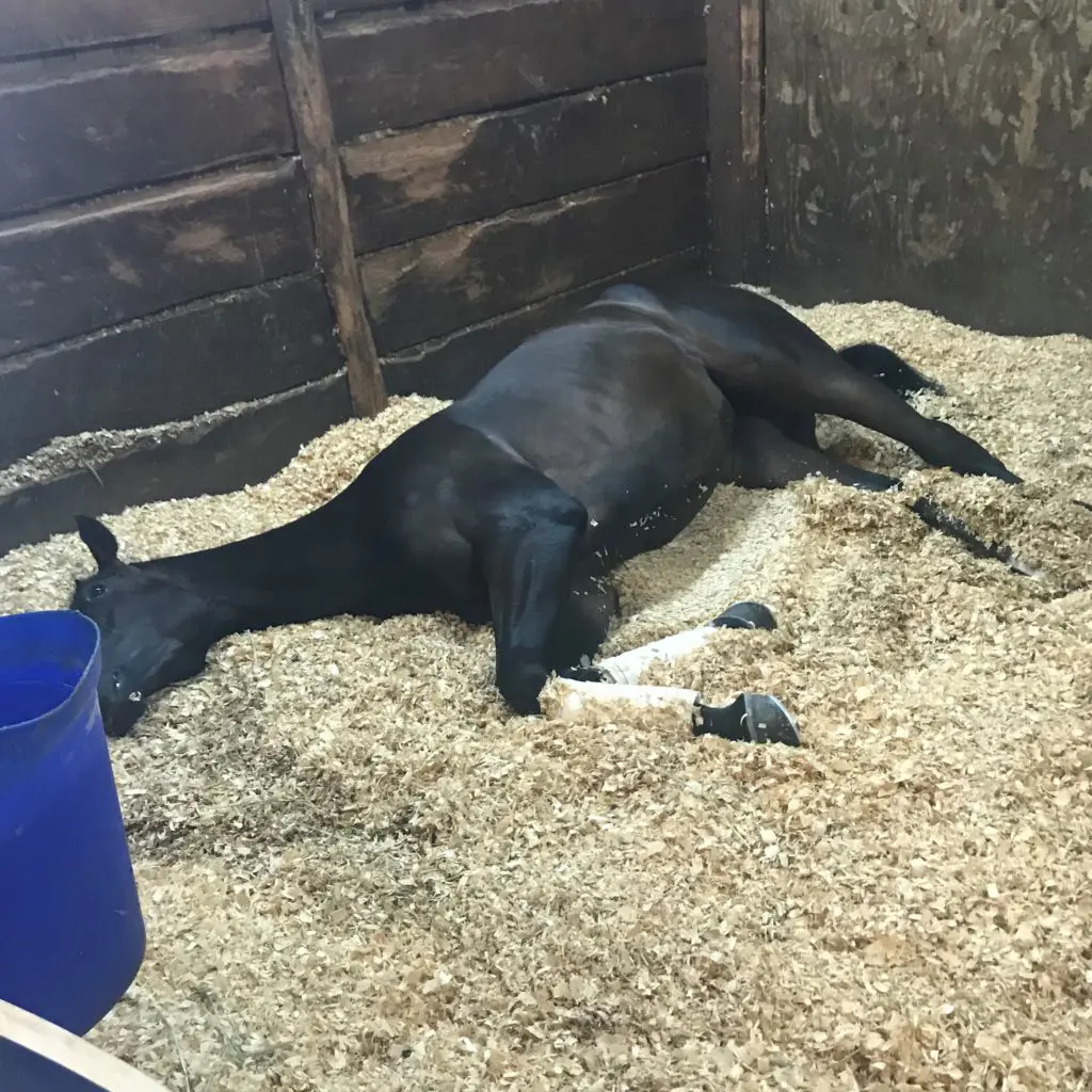 Imagen de un caballo acostado durmiendo en un establo con gruesas virutas de pino,