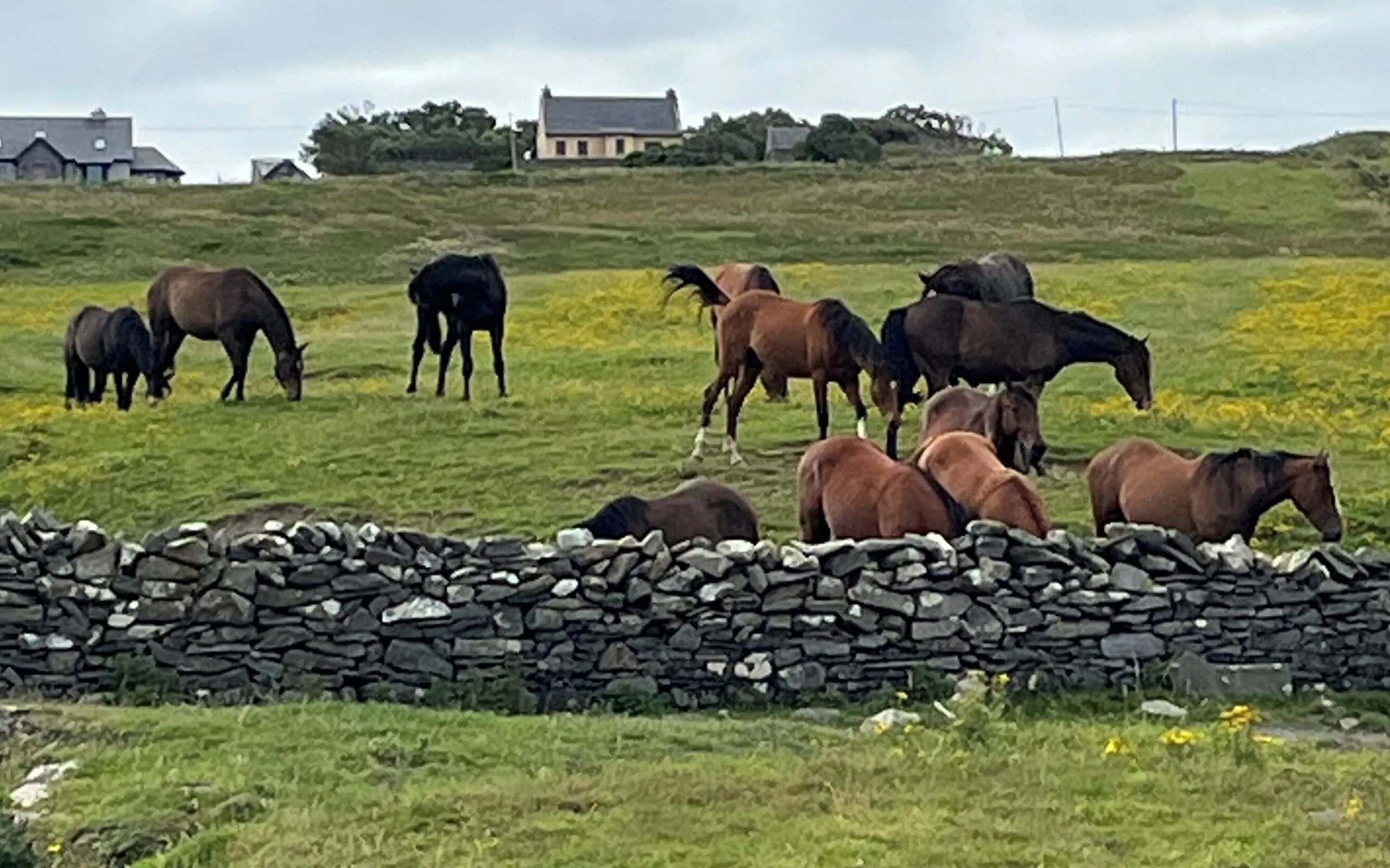caballo en la llanura irlandesa