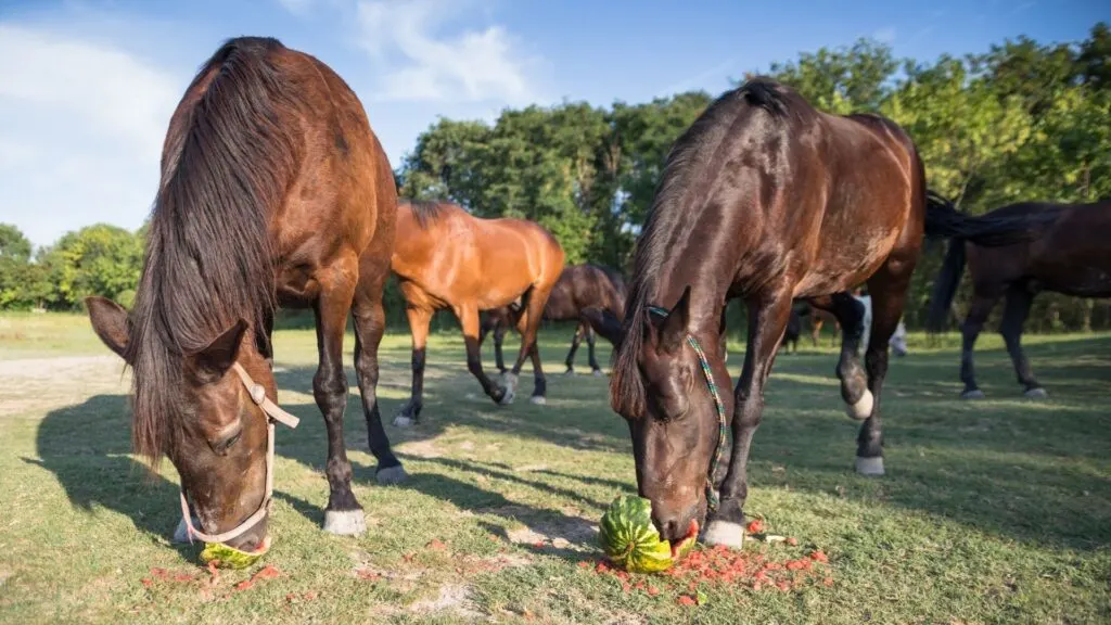 imagen de caballos comiendo sandias