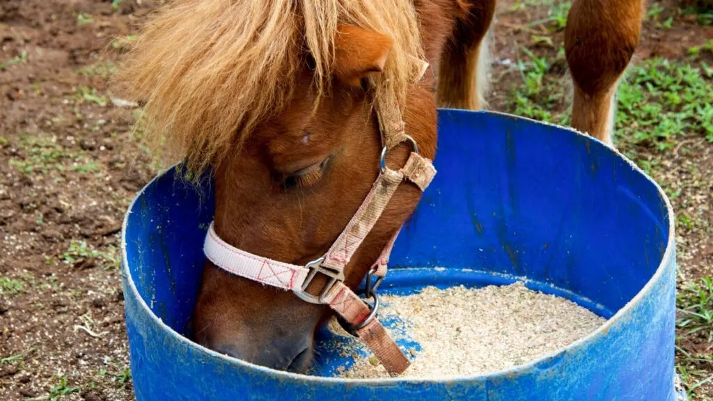 Imagen de un caballo comiendo grano de un balde.