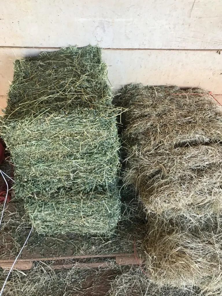 Imagen de heno de bermudagrass junto a heno de alfalfa