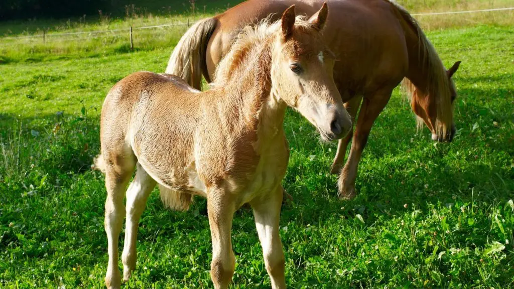 imagen de un caballo de piel de ante bebé que parece que puede cambiar de color,
